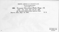 Uromyces glycyrrhizae image